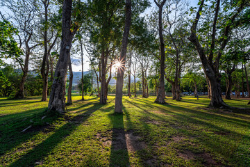 Obraz premium Sunbeams shining through natural trees and green grass in the ground, sun rays in a green forest.
