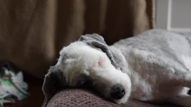 A Sheepadoodle Puppy Dog Lying Down On Their Bed And Opening And Closing His Eyes