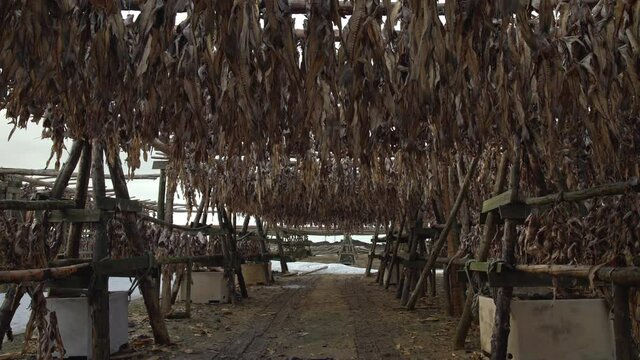 Under wooden racks drying fish Iceland