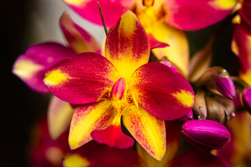Pink and Yellow Orchid Flower