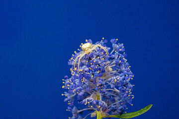 Close up Marco of Crab Flower White Spider of the Thomisidae group showing fangs and eyes