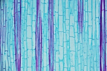 Corn ster l.s. under microscope © Daniel