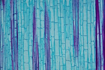 Corn ster l.s. under microscope © Daniel