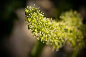 Chardonnay en fleur-7