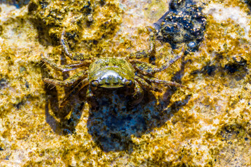 A small stone crab on a rock half immersed in sea water.