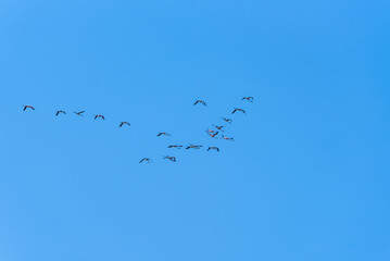 Flock of Flamingos in flight in the natural reserve of Vendicari in Sicily, Italy. Group of pink Flamingos fly against clear blue sky background.