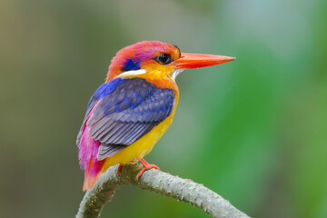Black backed Kingfisher perching on the branch