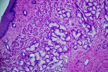 Stratified flat epithelium under microscope