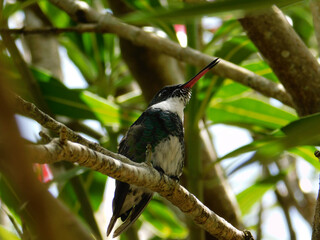 hummingbird  on the branch
