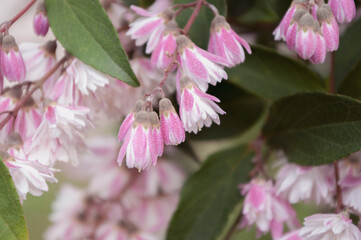 Deutzia pink flower blooming, Spring time.Natural background.