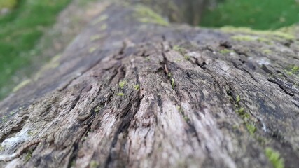 Wood texture, macro