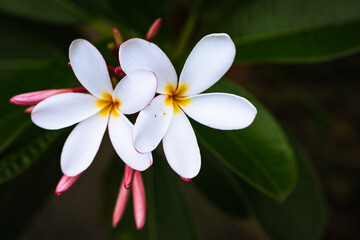 Obraz na płótnie Canvas Hawaii Flower