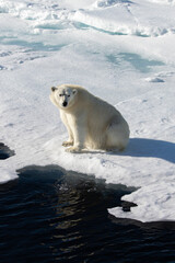 Polar Bear on the sea ice north of Svalbard in the Arctic