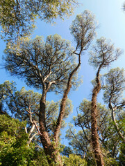 trees and blue sky