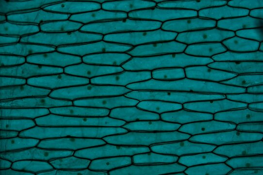 Allim seale epidermis w.m. under microscope