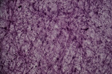 Loose Connective tissue w.m. under microscope