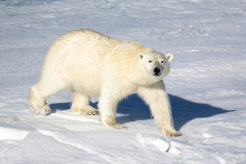 Obraz na płótnie Canvas Polar Bear on the sea ice north of Svalbard in the Arctic