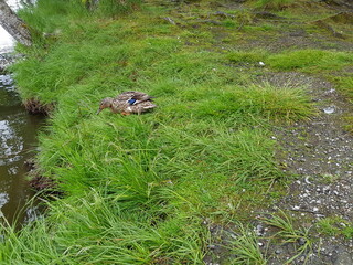 mallard duck wandering in thick green grass