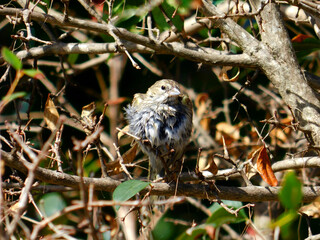 bird on a tree