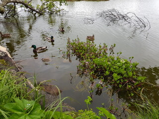 ducks in summer pond
