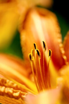 Lys orange macro pollen - gros plan nature fleur sauvage 