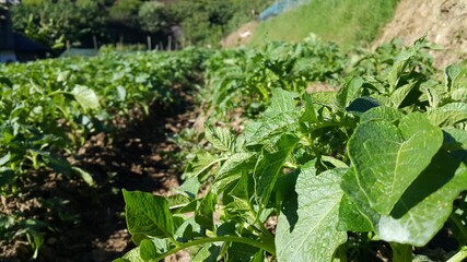 potato plants 