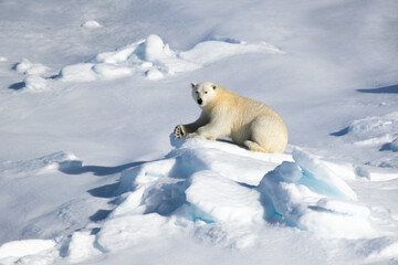Polar Bear on the sea ice north of Svalbard in the Arctic