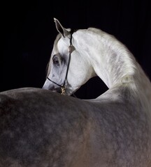 portrait of a horse
