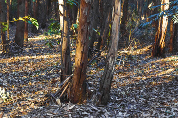 Floresta de eucaplyptus em dia de Sol	