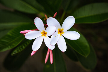 Hawaii Flower