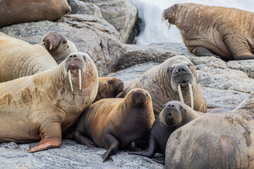 A Walrus colony in Svalbard in the Arctic