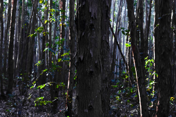 Obraz premium Floresta de eucaplyptus em dia de Sol 