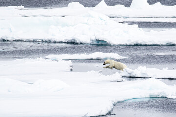 Polar Bear on the sea ice north of Svalbard in the Arctic