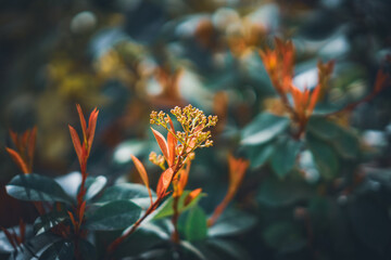 Fototapeta premium Red sprouts, green leaves and buds of Photinia Fraseri