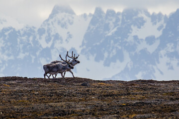 Reindeer walking on the tundra in Svalbard in the Arctic