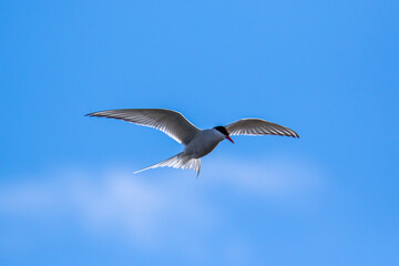 An Arctic Tern flying in the Arctic