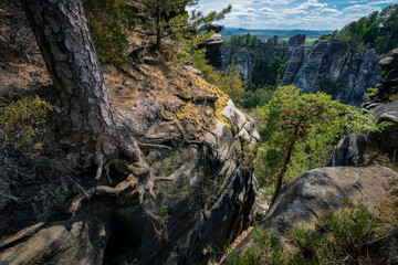 Amazing view of national park Saxon Switzerland, Germany. Bizarre pine tree roots on abyss with panorama to famous Bastei sand stone mountains in spring season