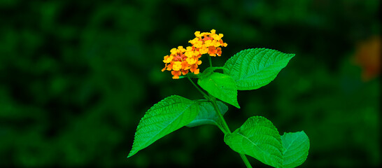 Flower of Indian Village with green leaf on blur background