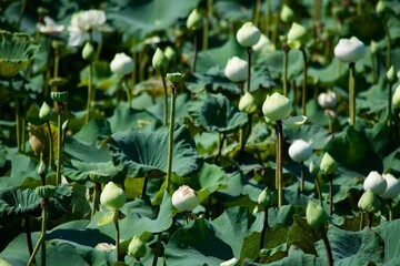 Lotus field
