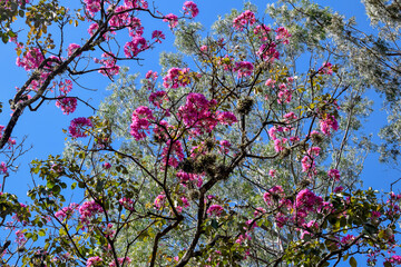 Flor rosa em copa de árvore, céu azul.