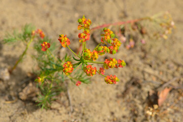 Zypressen-Wolfsmilch (Euphorbia cyparissias)