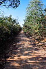 Estrada de terra através de bosque (bioma brasileiro cerrado) a luz do dia