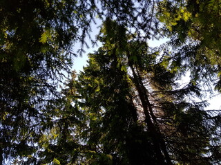 Fototapeta premium trees in the forest