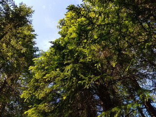 green pine trees against blue sky