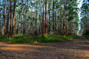 Floresta de eucaplyptus em dia de Sol