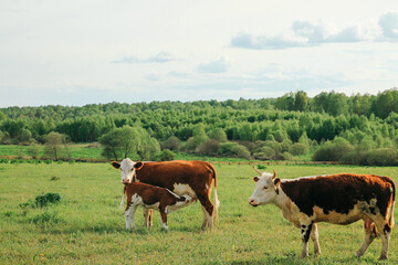Naklejka na ściany i meble A cow and a calf graze on a green pasture in summer