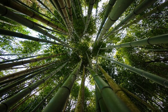 bambu