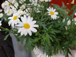 Obraz premium white daisies in a garden