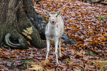 A Fallow deer in Kent, in the UK