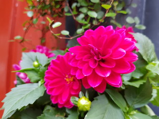 Obraz premium pink carnation flowers in garden